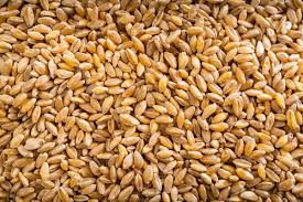 durum wheat