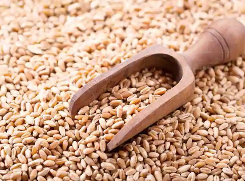 lokwan wheat